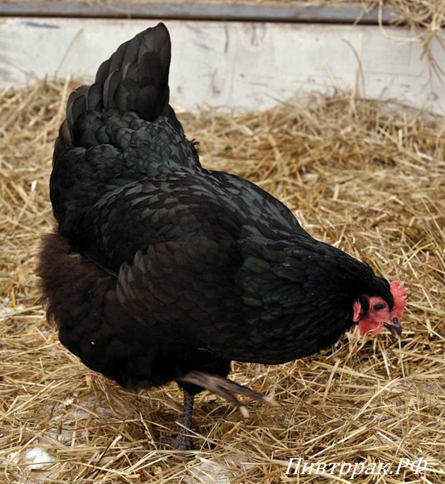 Курица доминант черный